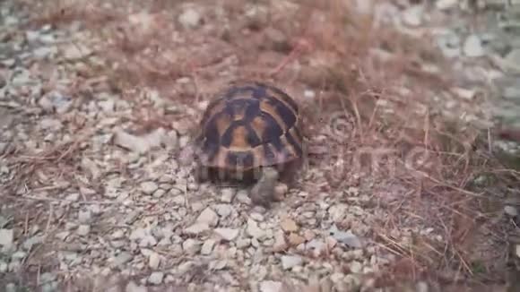 一只小乌龟在岩石地形上爬行乌龟爬进草丛里视频的预览图