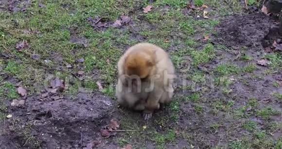 猴子在找食物视频的预览图