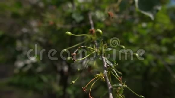 夏天茂密的绿树在茂密的森林里种着一颗又一颗的樱桃视频的预览图
