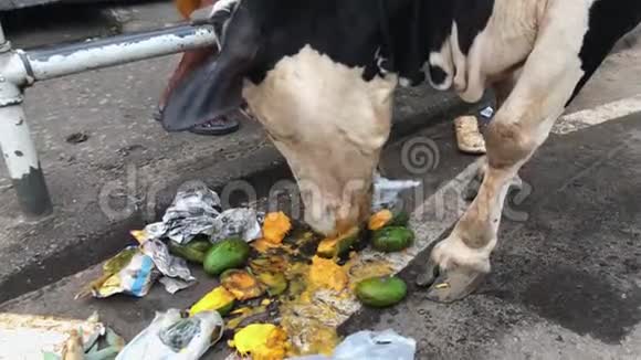 奶牛从巷道上的垃圾袋里吃芒果视频的预览图