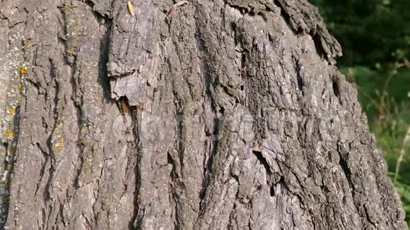 一群蚂蚁在树皮上走来走去树上的蚂蚁路径视频的预览图
