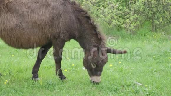 一头可爱的驴子在绿色的牧场上吃草视频的预览图