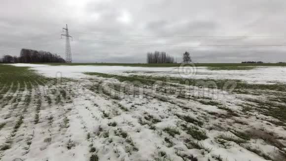 雪冬结束麦田风中的绿芽时间流逝视频的预览图