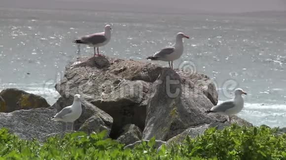 四只海鸥在水边的岩石上视频的预览图