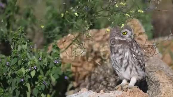 一只小猫头鹰站在草地上的天然石头上蹲着视频的预览图