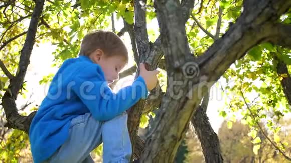 一个孩子爬上一棵树采摘浆果阳光明媚的日子视频的预览图