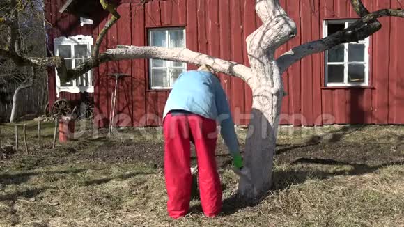 园艺女工在家附近给老苹果树增白视频的预览图
