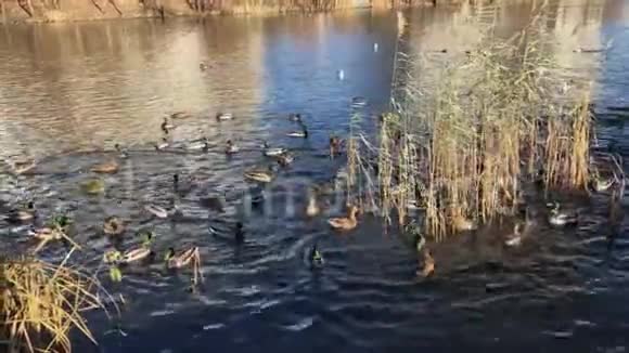 秋天在公园的湖里喂野鸭视频的预览图