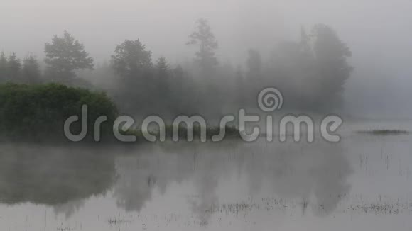 一片带着树木的沼泽中的薄雾视频的预览图