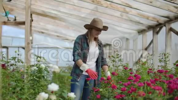 一位女园丁正走在戴着手套的温室里看着和控制为她的小生意种植的玫瑰花卉师视频的预览图