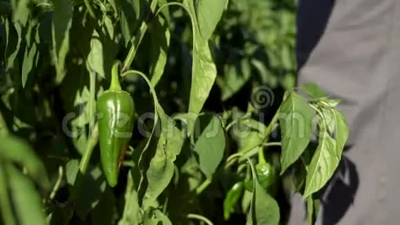 一个农民在阳光明媚的日子里从植物中采摘有机青椒的手视频的预览图