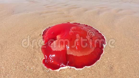 福尔斯卡尔的平菇枝侧鳃搁浅在念海的海滩上视频的预览图