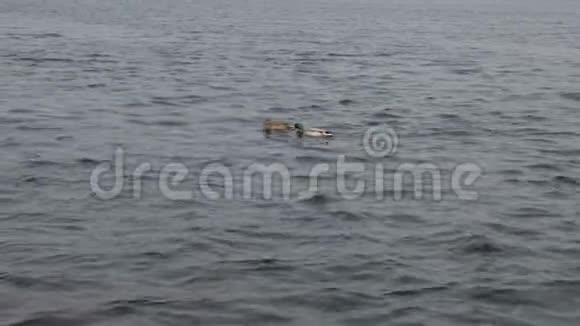 野鸭在河的波浪上游泳视频的预览图