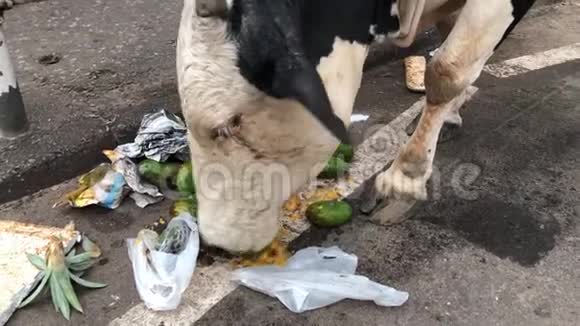 一头牛从巷道上的垃圾袋里吃水果视频的预览图