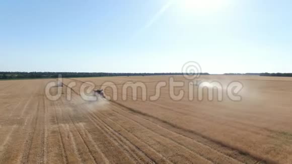 在阳光明媚的一天大量的科尔扎田用联合收割机收割庄稼视频的预览图
