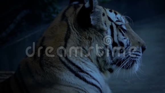 老虎在夜晚咆哮视频的预览图