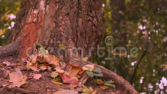 秋天柏林湖畔橡树下的落叶视频的预览图