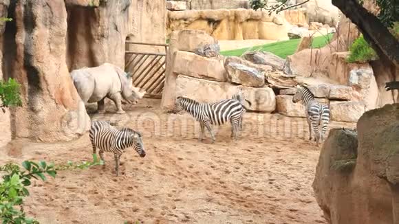 犀牛和斑马在野生动物园的沙地上行走视频的预览图