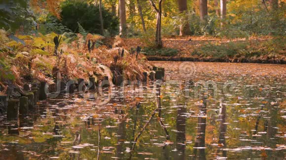 秋天湖畔水中的蕨类木柱和树叶视频的预览图