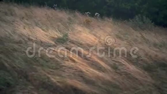 低矮的干草在草原上迎风招展草大风草视频的预览图