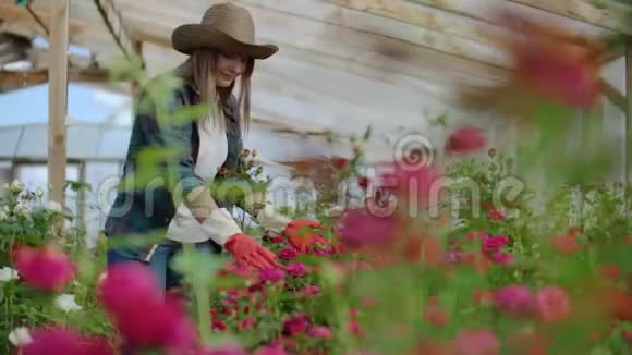 一位女园丁正走在戴着手套的温室里看着和控制为她的小生意种植的玫瑰花卉师视频的预览图