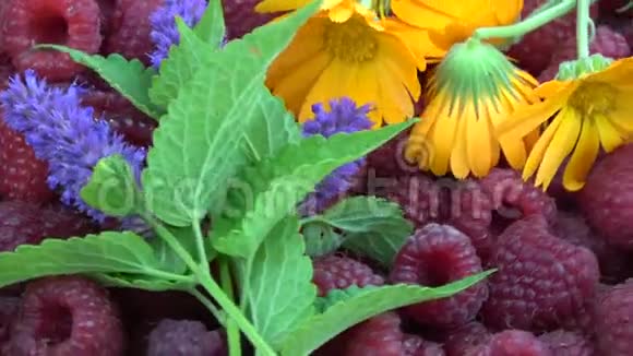 旋转新鲜健康的浆果和草药覆盆子牛膝草和万寿菊视频的预览图