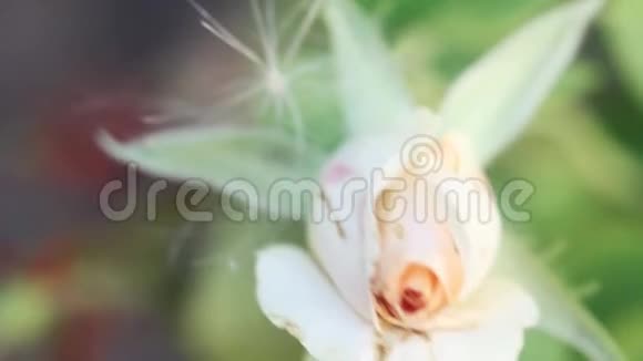 芽的白色玫瑰特写从上面模糊的背景昆虫在花叶上奔跑视频的预览图