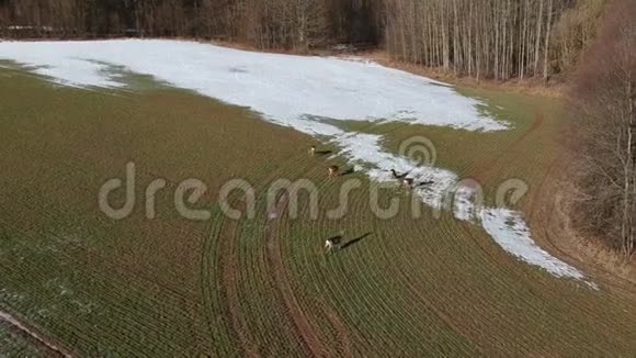 野生动物麋鹿群有最后的雪和麦芽空中视频的预览图