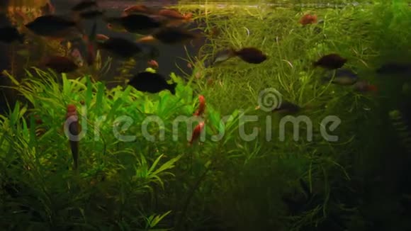 底部景观黑色素瘤鱼游在水族馆玻璃后的藻类视频的预览图