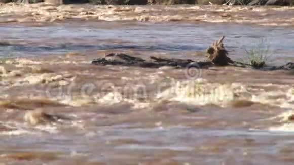 从马拉河中放大视频的预览图