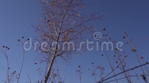 蓝天背景下黄色落叶的瘦树的美丽景色视频的预览图