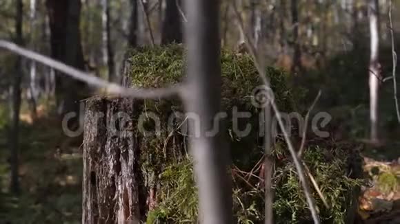 林中烂苔残枝视频的预览图