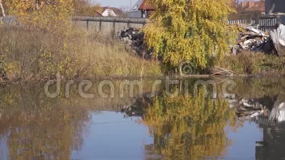 小池塘水面上的慢圈反映秋黄树视频的预览图