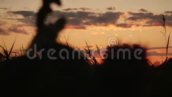 镜头从田野的高草中升起视频的预览图