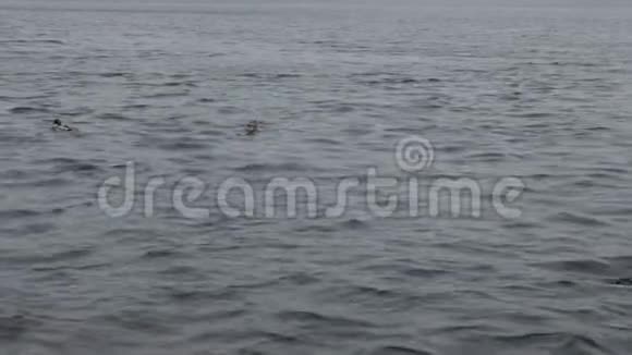野鸭在河的波浪上游泳视频的预览图