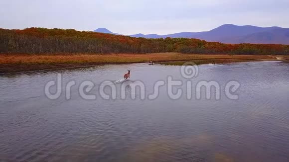 秋天红鹿沿着光滑的水面美丽地奔跑在野外溅起了花视频的预览图