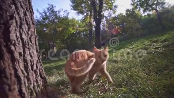 敖德萨乌克兰城市公园的橙色流浪猫在探索领土和觅食视频的预览图
