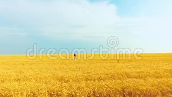 快乐的女孩走在金色的麦田里视频的预览图