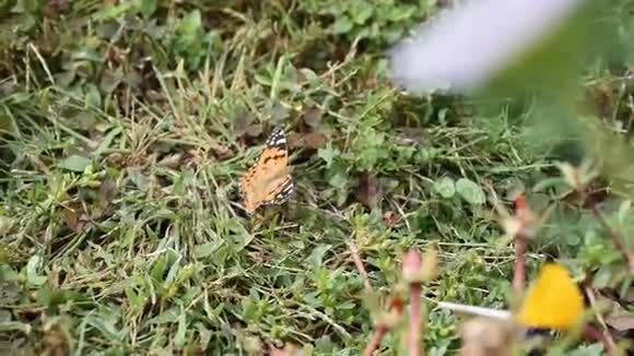 蝴蝶在草地上在夏天从上面拍摄视频的预览图