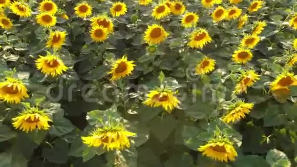 美丽盛开的向日葵在风中摇曳视频的预览图