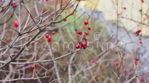 冬天花园里的灌木丛中冻僵的冬红浆果视频的预览图