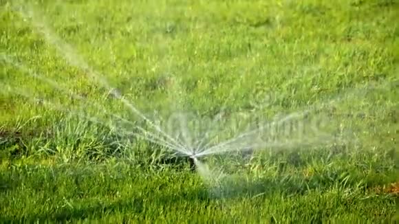 夏日风景植物和草坪自动浇水系统公园里的水喷淋淋浴草视频的预览图