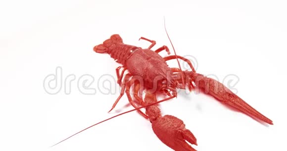 红色小龙虾在白色背景上行走视频的预览图
