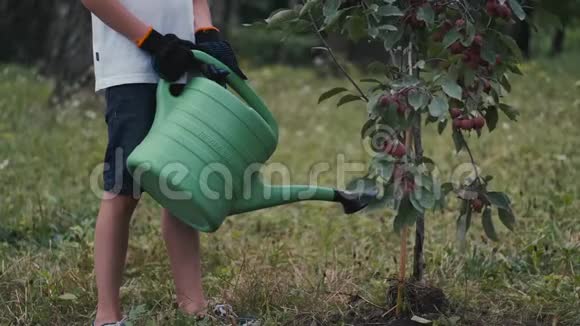 男孩正在用洒水器浇一棵结实的李子树视频的预览图