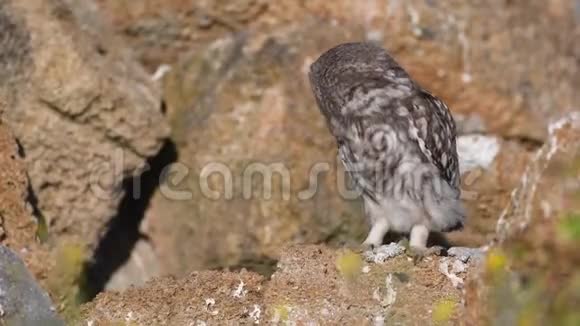 两只小猫头鹰在夜猫子一只猫头鹰站在天然石头上第二只猫头鹰从洞里爬出来视频的预览图