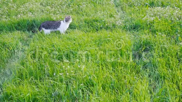 一只灰色白色和黑色的猫站在草地上仔细地看着旁边视频的预览图