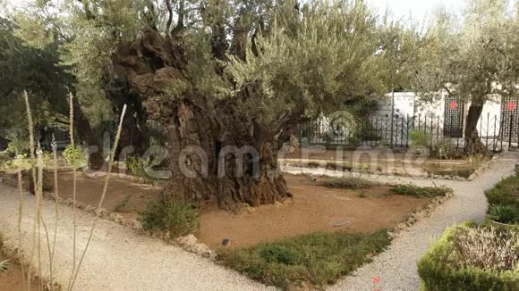以色列耶路撒冷歌西马尼园中的橄榄树和小径视频的预览图