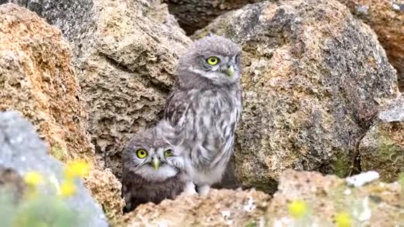 两只小猫头鹰从天然石头上的一个洞里窥视并在移动视频的预览图