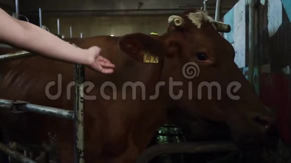 女性的手触摸牛视频的预览图