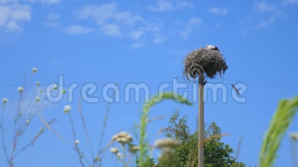 野生动物起重机坐在他的巢上的杆顶对天空鹳巢鹳巢在竿上视频的预览图